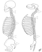 Comparitive Spine