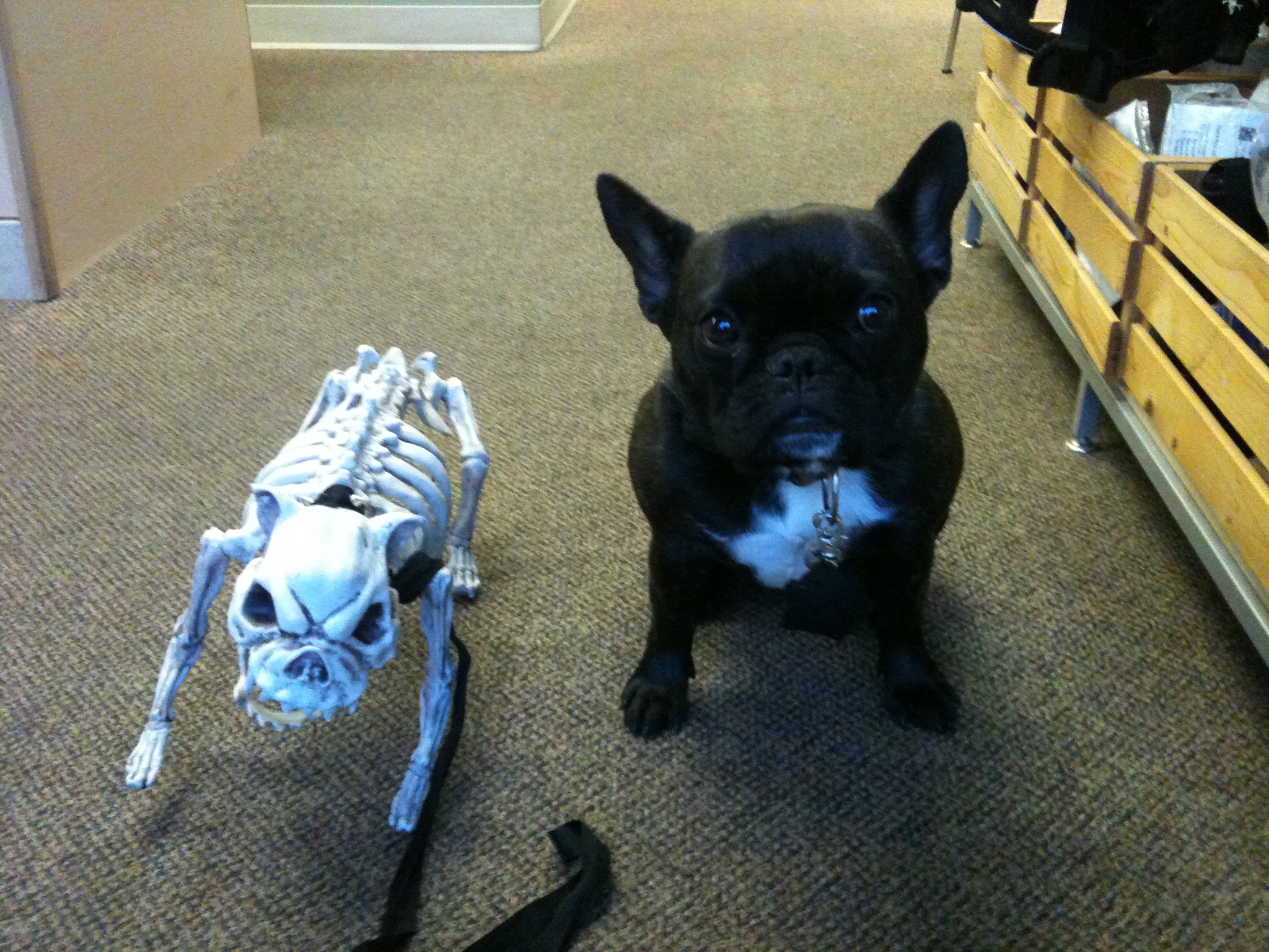 Blog - Answering questions & providing information about canine rehab ...