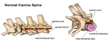 NormalCanine Spine