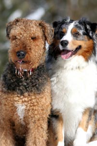 Photo of two dogs