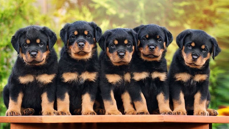 Puppies!